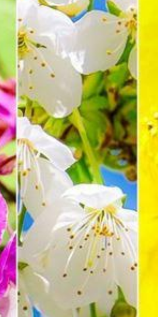 FIORI DI BACH Equilibrio dalla Natura