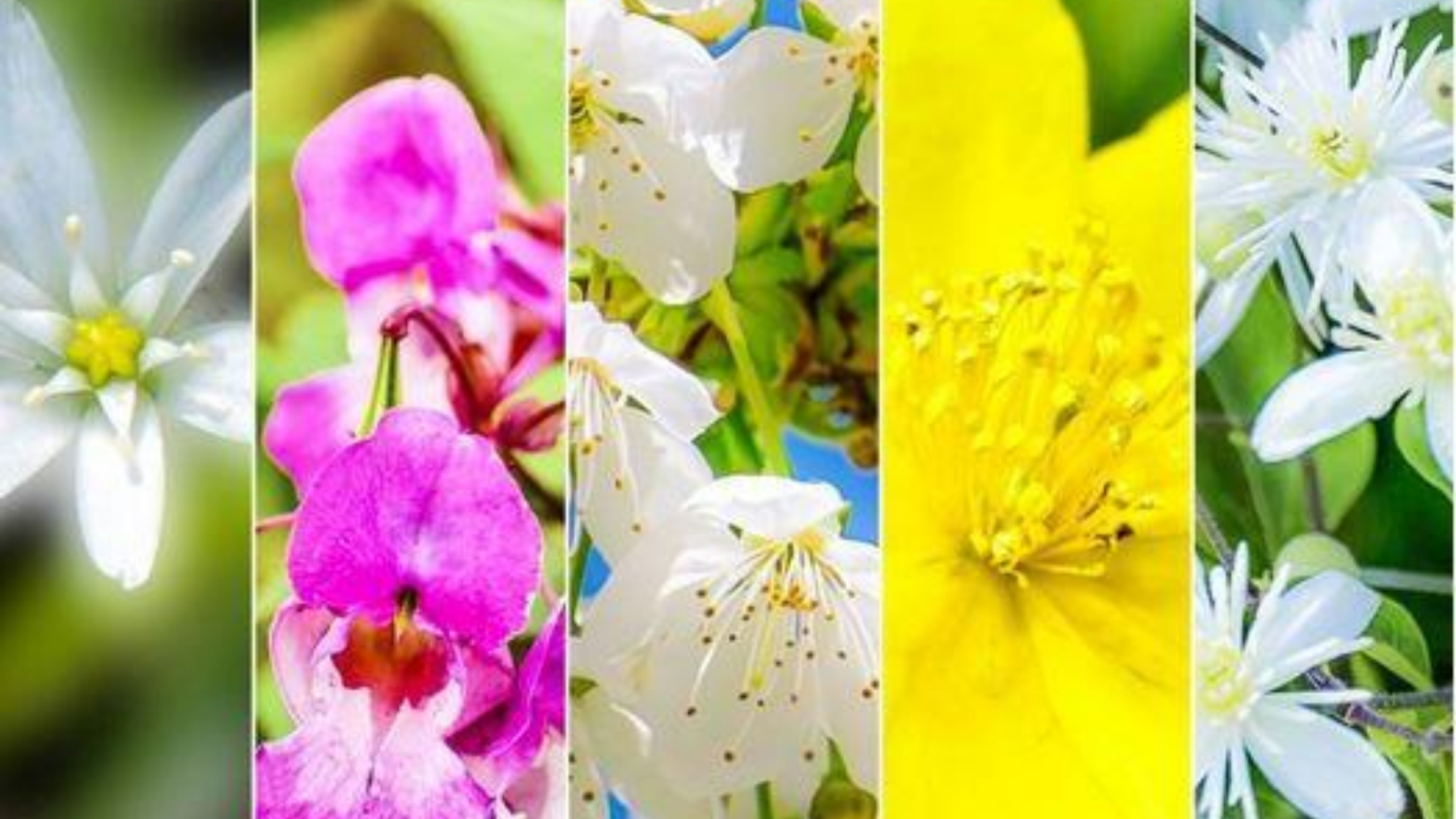 FIORI DI BACH Equilibrio dalla Natura