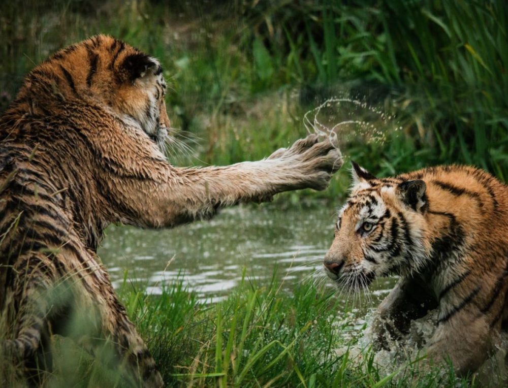 FIGHT OR FLIGHT - lo stress della vita moderna