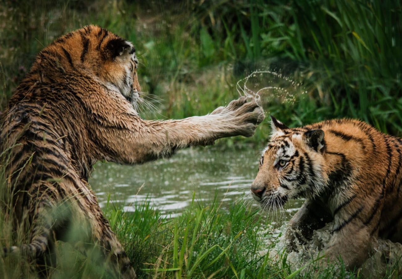 FIGHT OR FLIGHT - lo stress della vita moderna