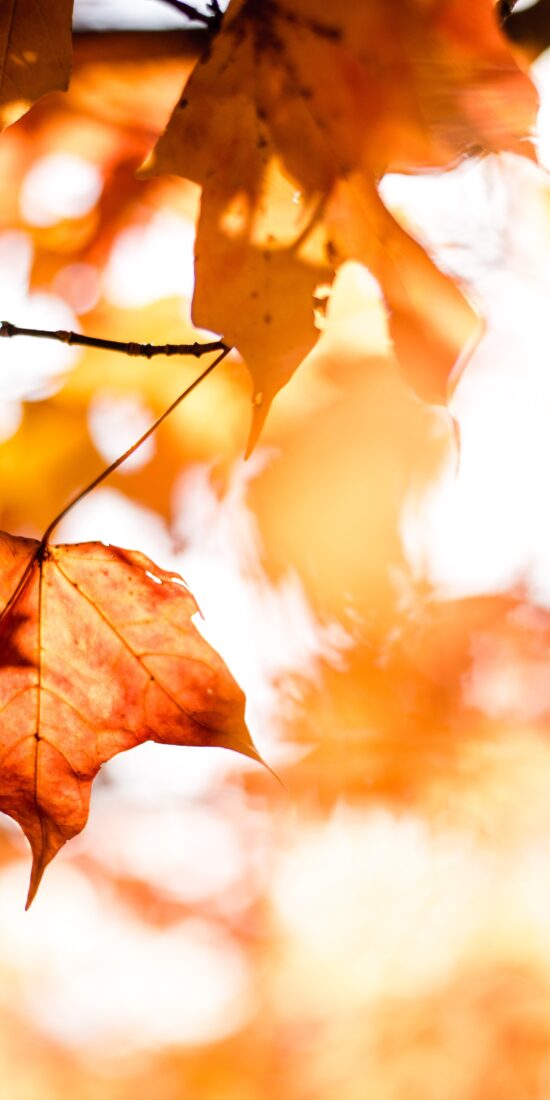 E’ ARRIVATO L’AUTUNNO