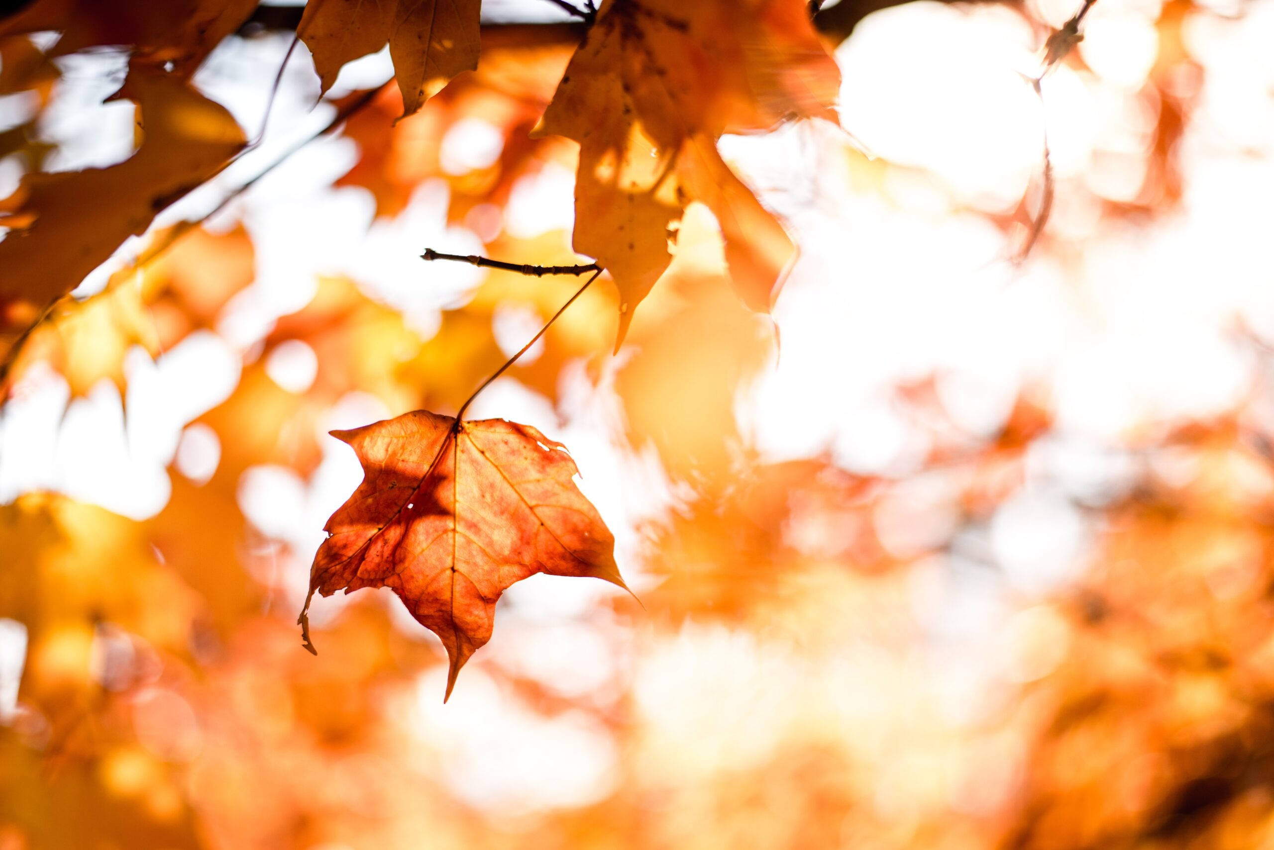 E’ ARRIVATO L’AUTUNNO