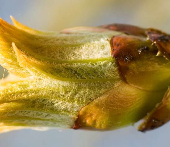 chestnut bud