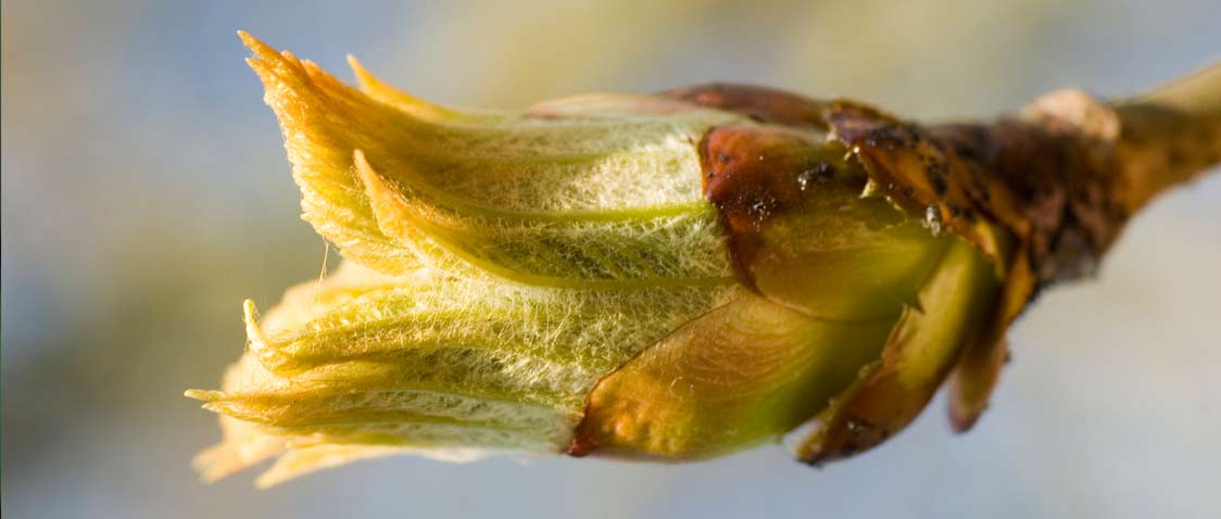 chestnut bud