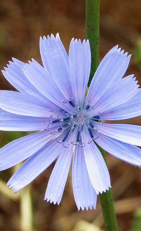 chicory