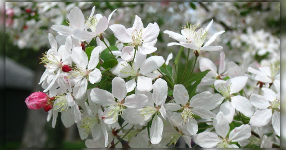 crab apple