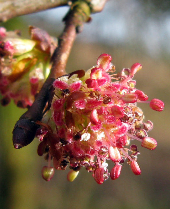 ELM